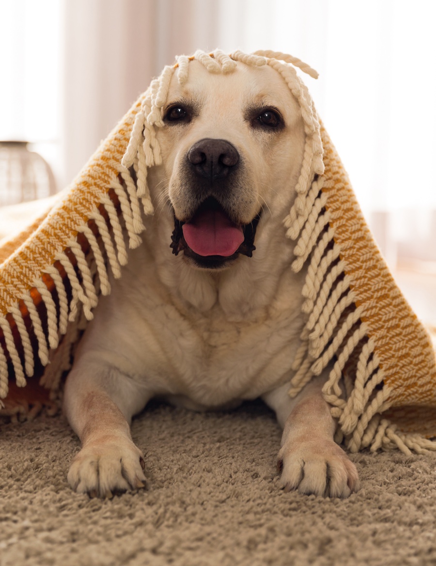 Labrador dog under a yellow knitted blanket on a cozy carpet.