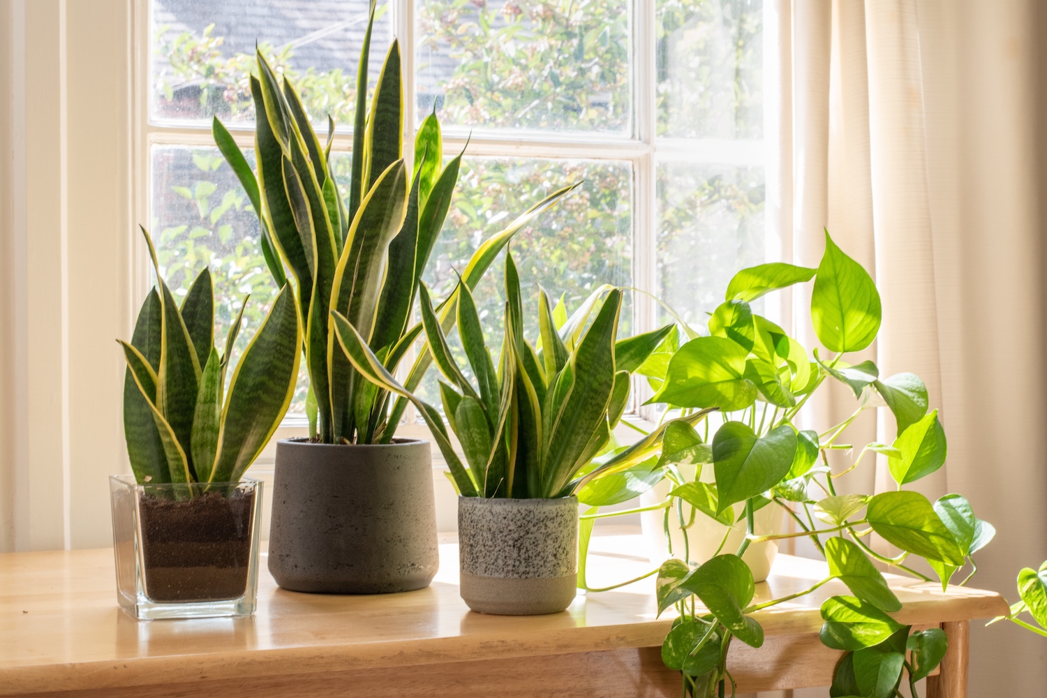 Houseplants on a sunlit windowsill, including snake plants and a pothos, adding greenery to the room.